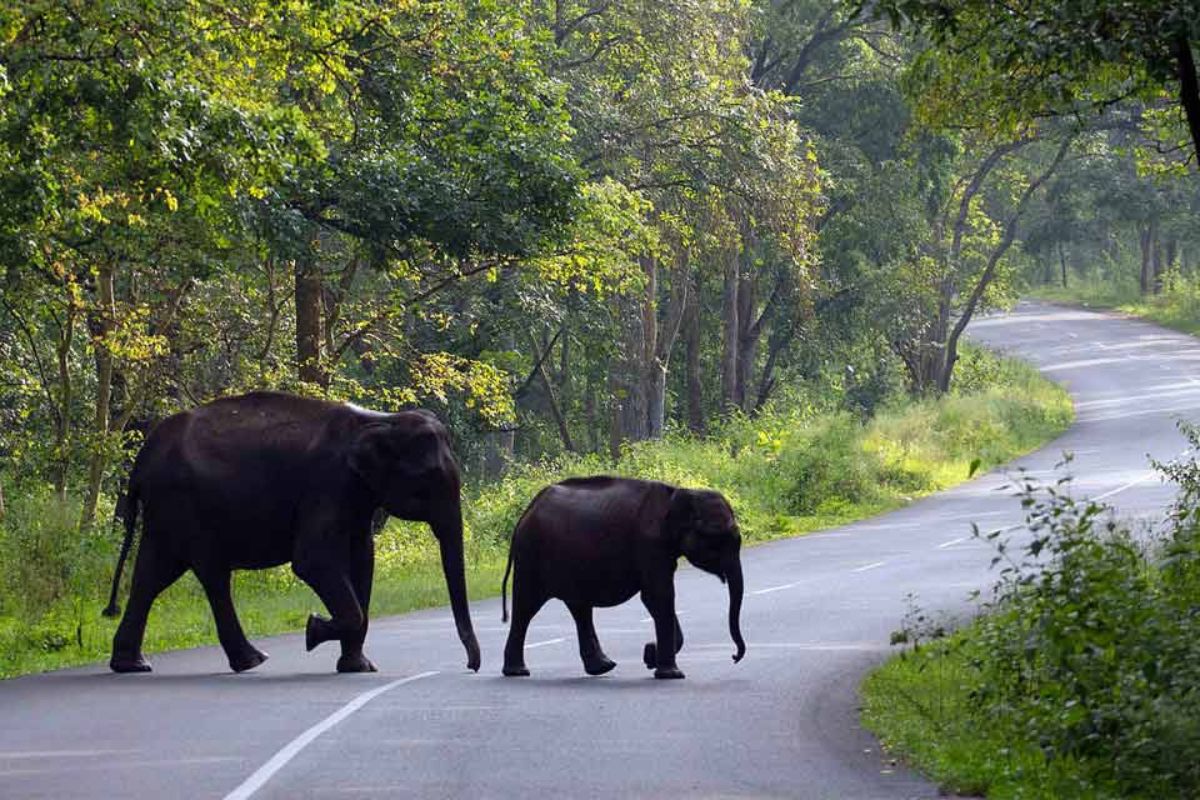 Umaya Travels Wayanad Package